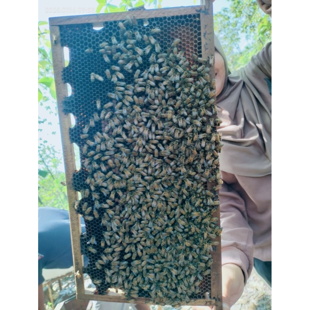 

Madu Arum - Madu akasia sumatera - Madu asli