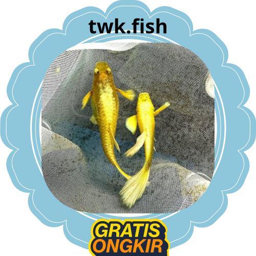 pembersih kaca aquarium sepair induk guppy/GUPPY SUPER GOLD