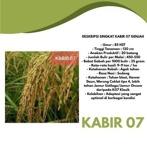 Padi Kabir 07 / Biji Padi Kabir 07 / Biji Padi Unggul Kabir 07 / Kemasan 5 Kilogram