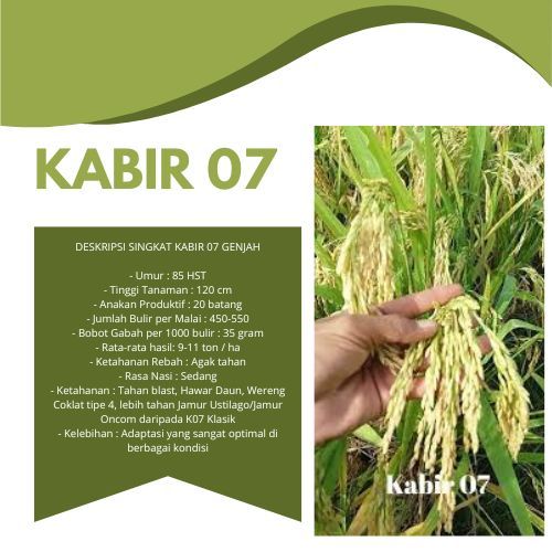 Benih Padi Kabir 07 / Biji Padi Kabir 07 / Biji Padi Unggul Kabir 07 / Kemasan 5 Kilogram