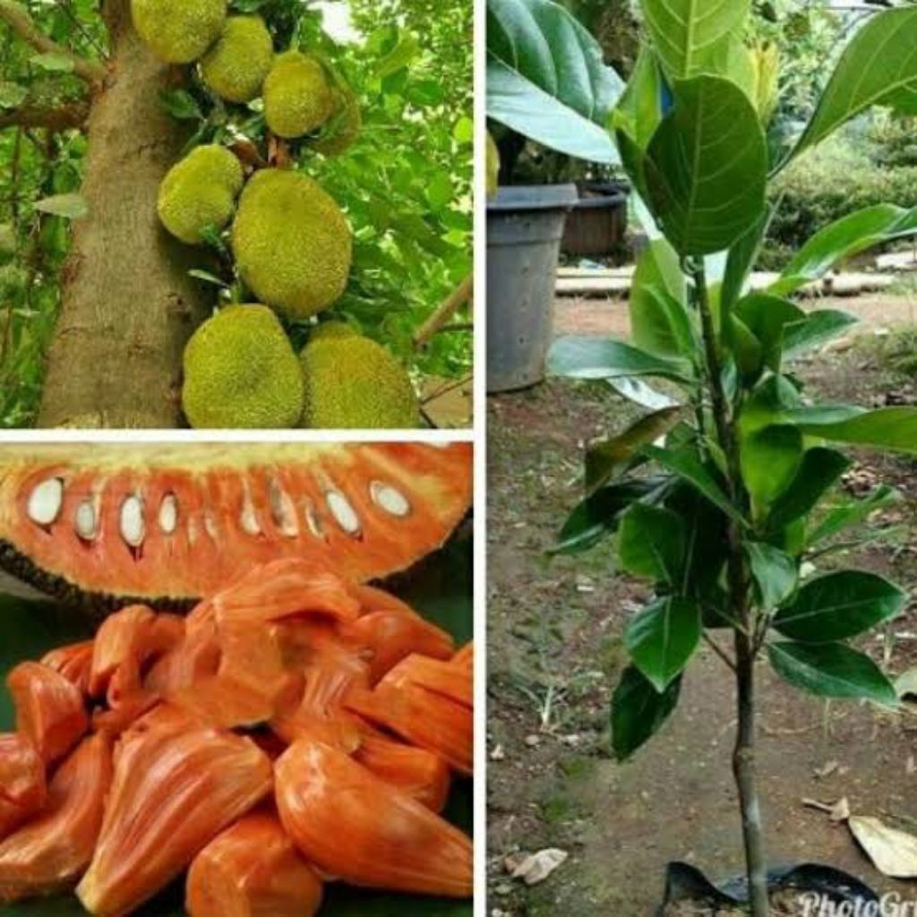 Bibit Nangka Merah Okulasi Cepat Berbuah Tinggi 1 Meter Rimbun