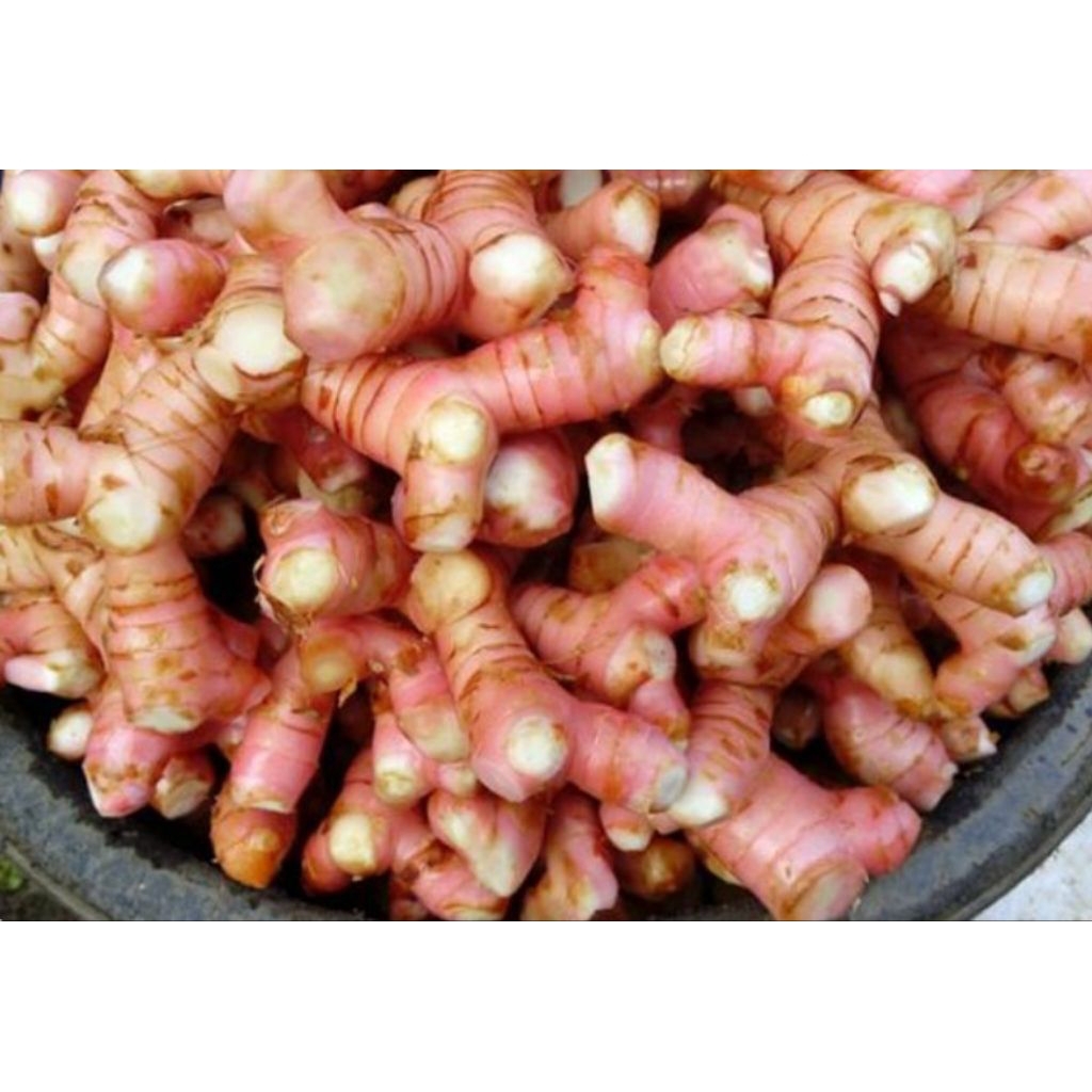 

LENGKUAS ATAU LAOS SEGAR PANEN DADAKAN 1KG