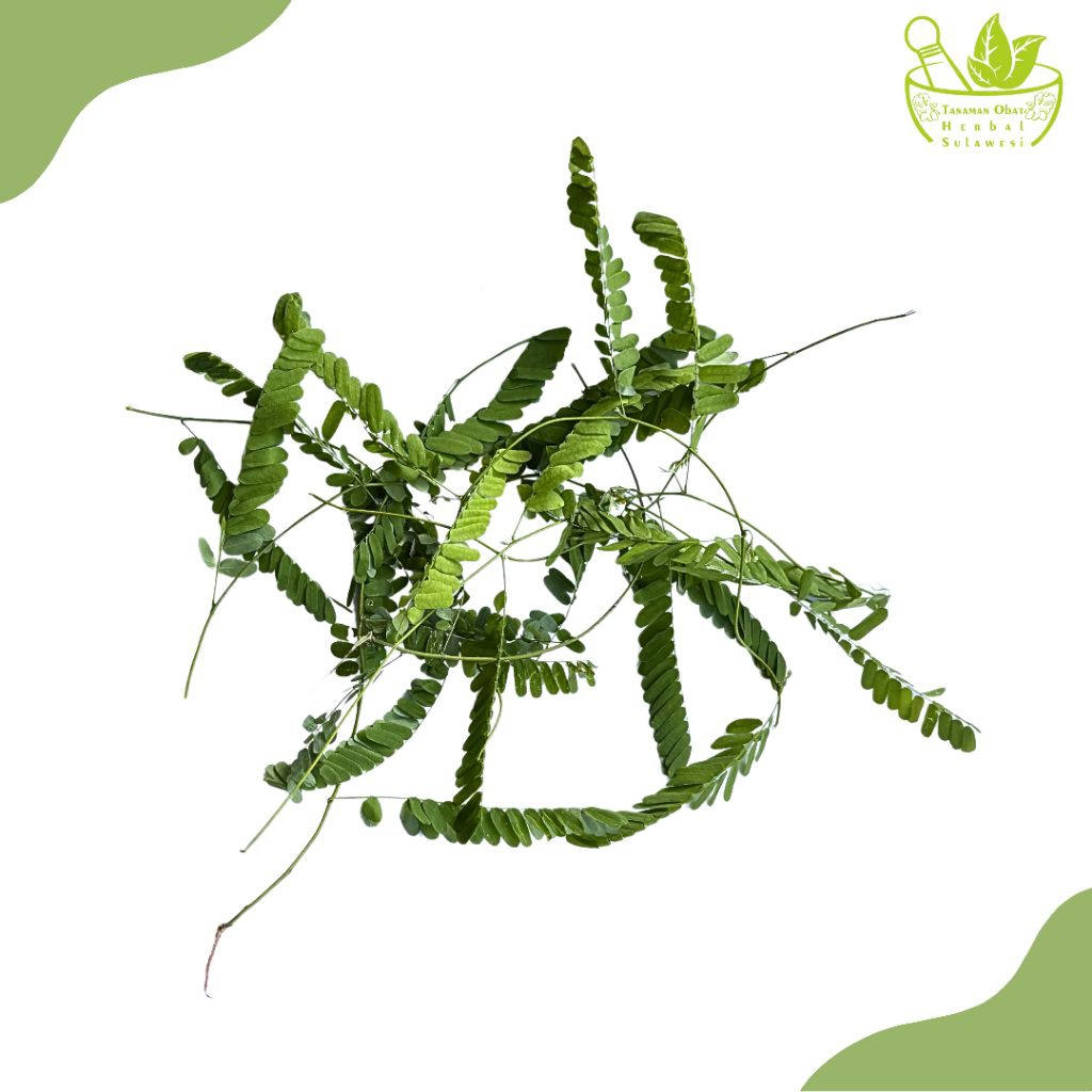 

Daun Saga Rambat Segar Baru Di Petik (50 Lembar)