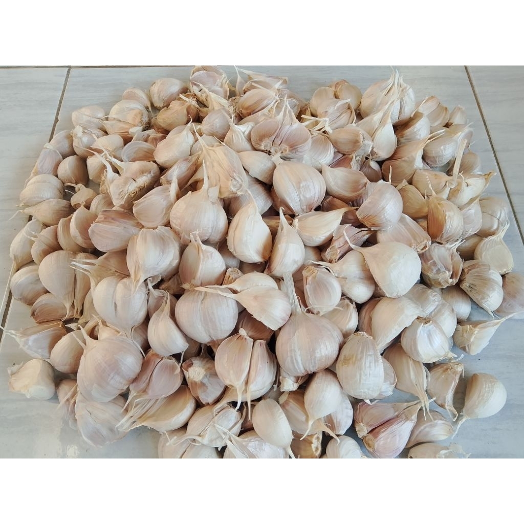 

Bawang putih Kating Royal Phoenix 250 Gram BERSIH