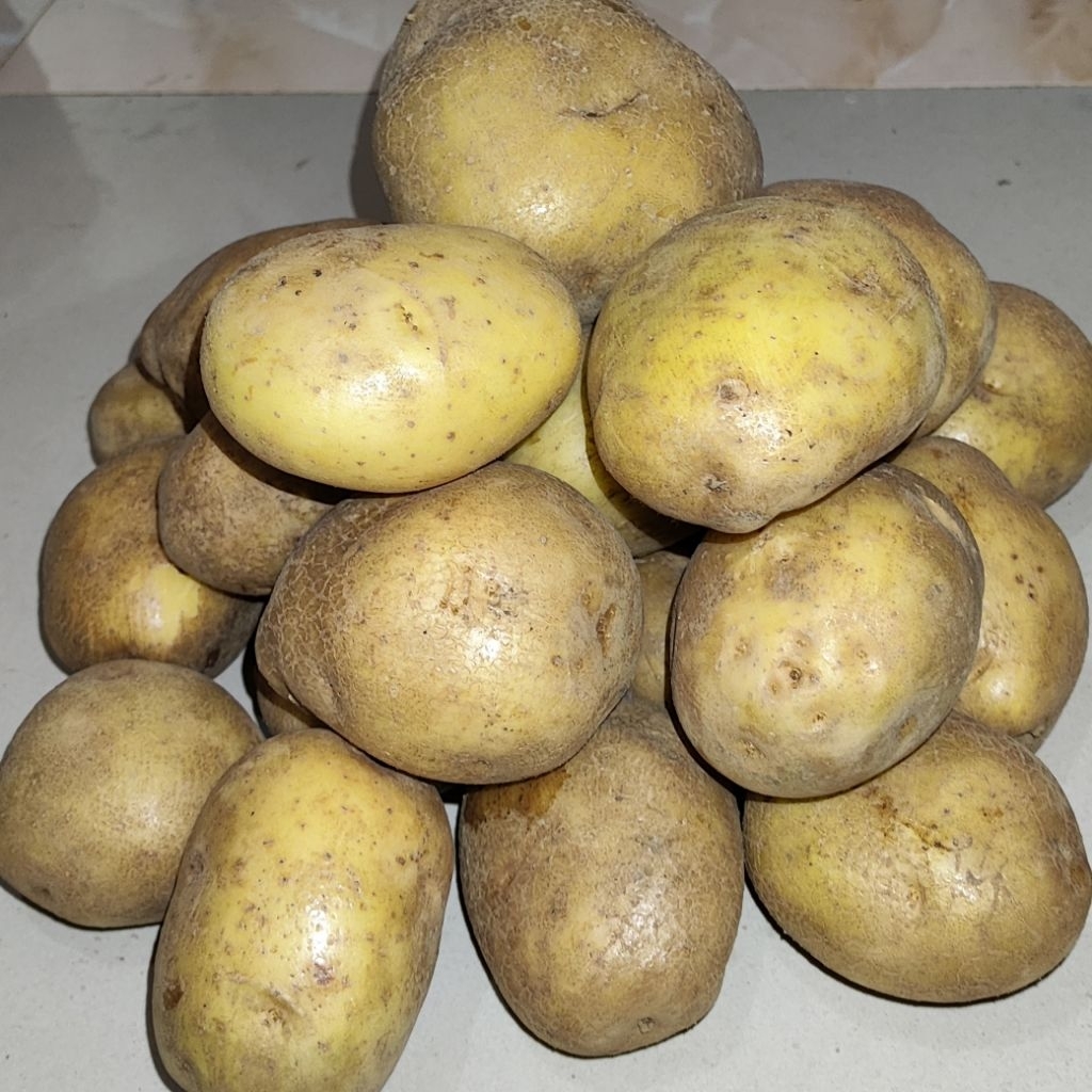 

Kentang (Super) Segar Ukuran Besar | Kentang Premium Fresh | Cocok Goreng, Sop, Mashed