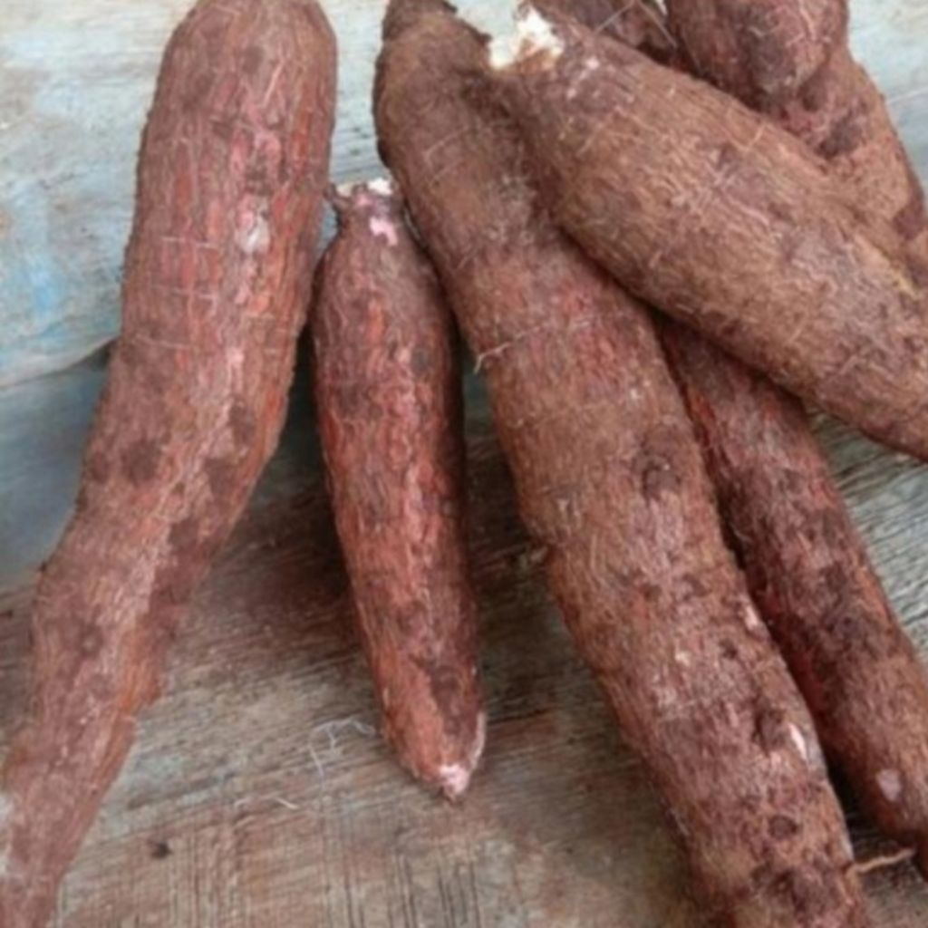 

Singkong mentega empuk pulen singkong legok gombong 1kg