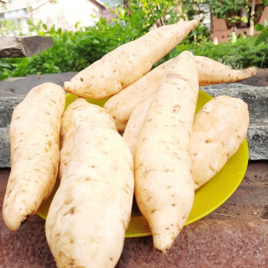 

Ubi Cilembu Ukuran Besar Paket 4 Kilo Harga Spesial Asli Tegal