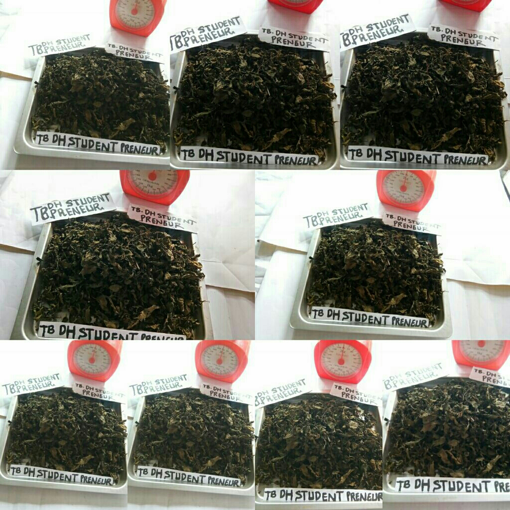 

DAUN KERING TEH Maupun Daun SEGAR BASAH kumis kucing Daun kumis ucing Daun Orthosiphon aristatus Daun Remunjung Daun sesalaseyan Daun songkot koceng Daun giri giri marah Daun songot koceng