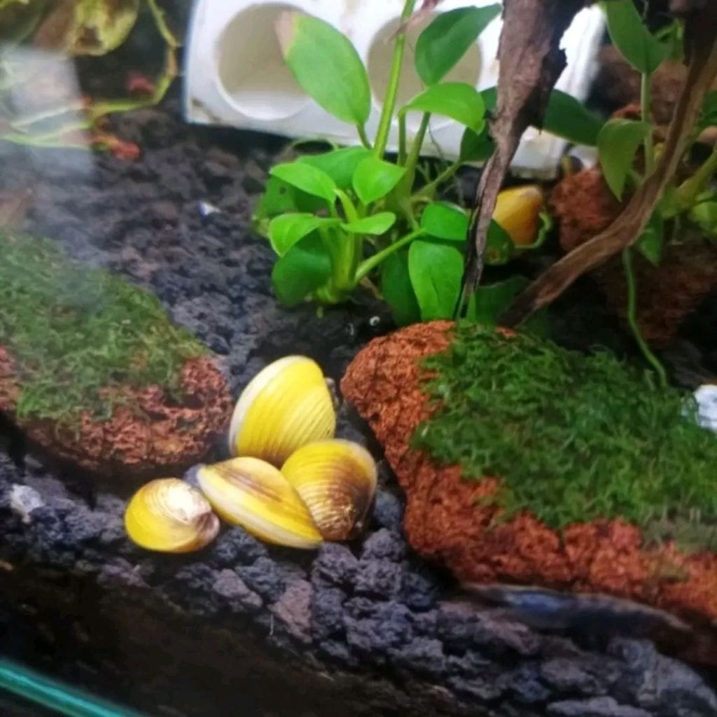 HIASAN AQUASCAPE KERANG MAS HIDUP AIR TAWAR