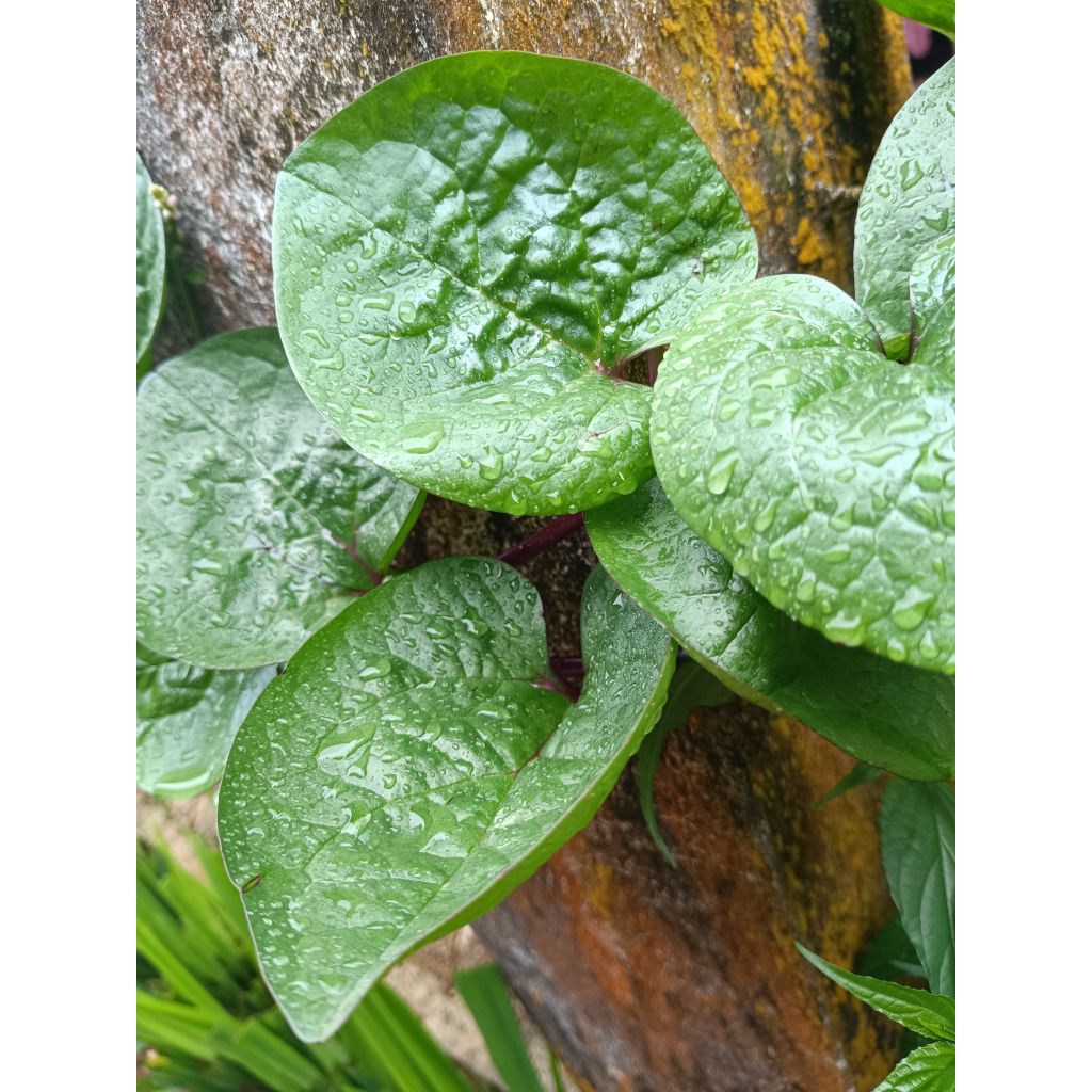 

Daun Binahong merah Segar langsung petik/daun herbal binahong merah