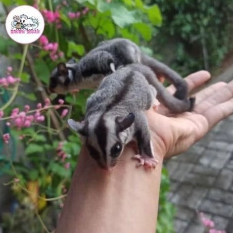 Sugar Glider Classic Grey Joey by Sugarglider Brownsugar