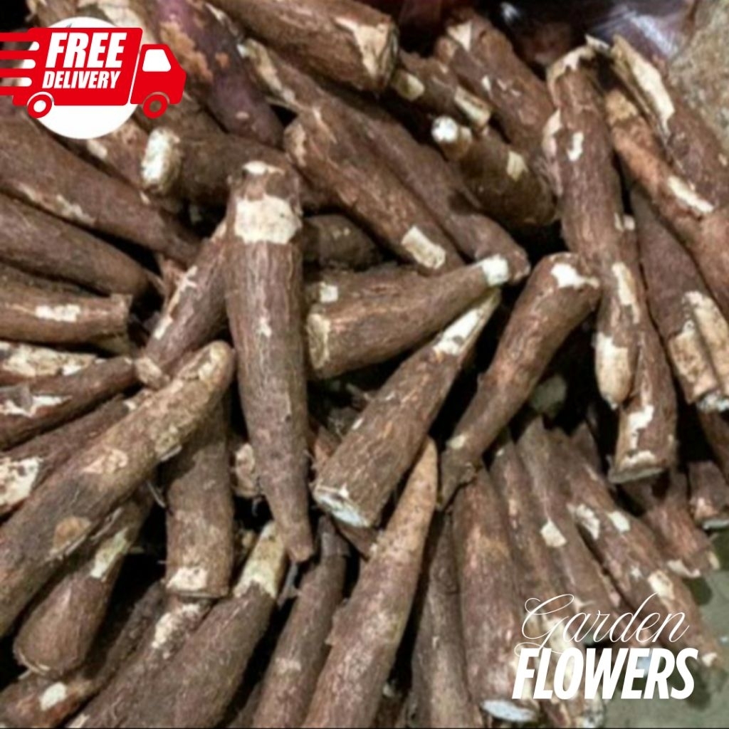 

Singkong Mentega singkong bahan tape 1kg