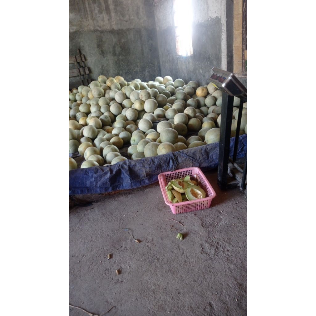 

MELON MADU JENIS EKSEN