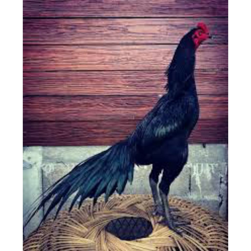 

paket hemat 8 telur ayam larkumbang fertil siap buat ditetaskan