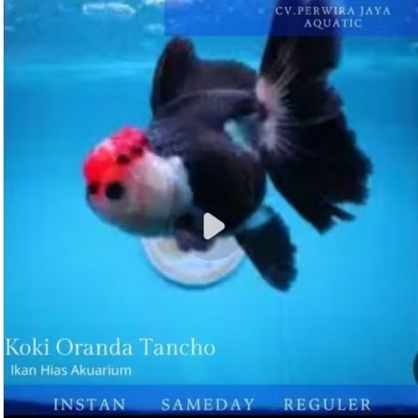 Koki Oranda Jenis Black Tancho Hiasan Aquarium