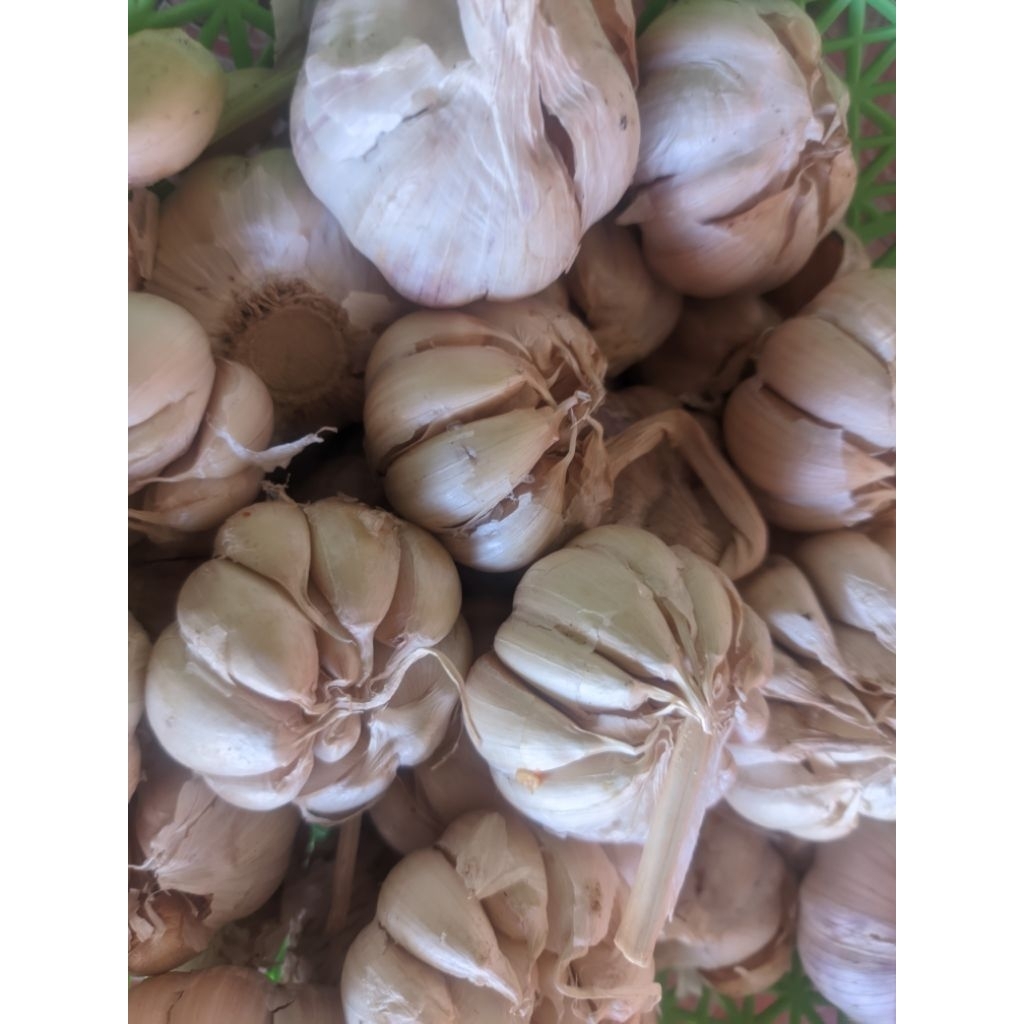 

bawang putih