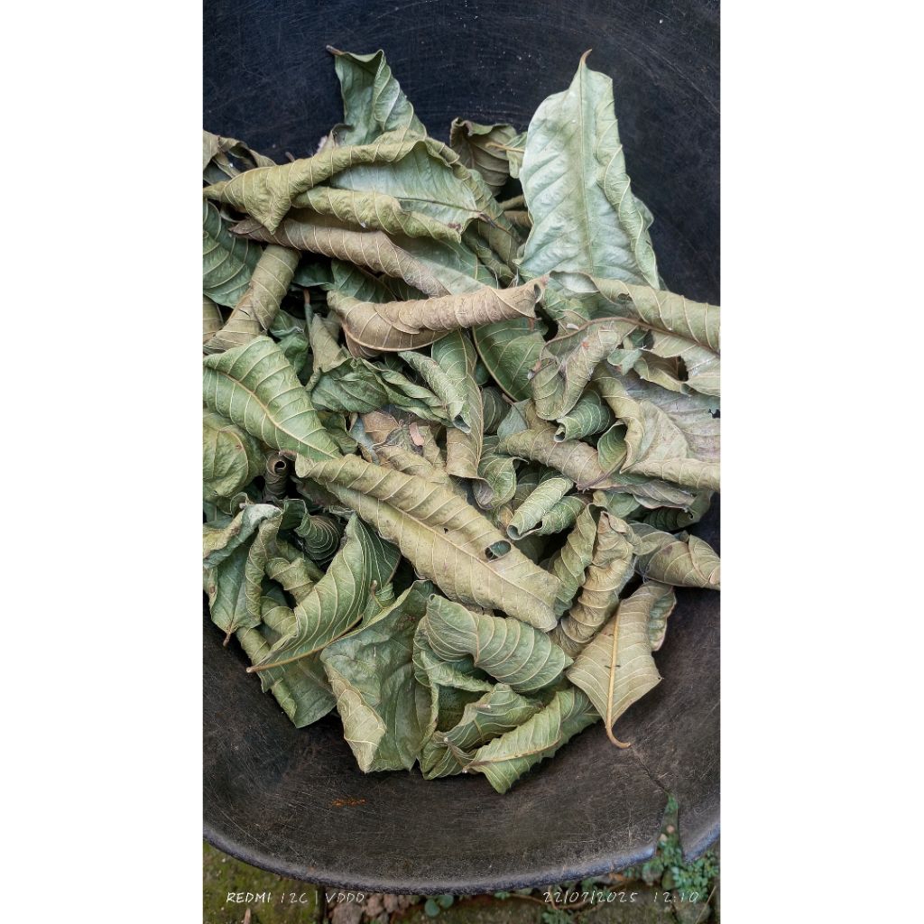 

Daun Jambu Biji Kering | Herbal Alami untuk Diare, Imun | Siap Seduh & Praktis