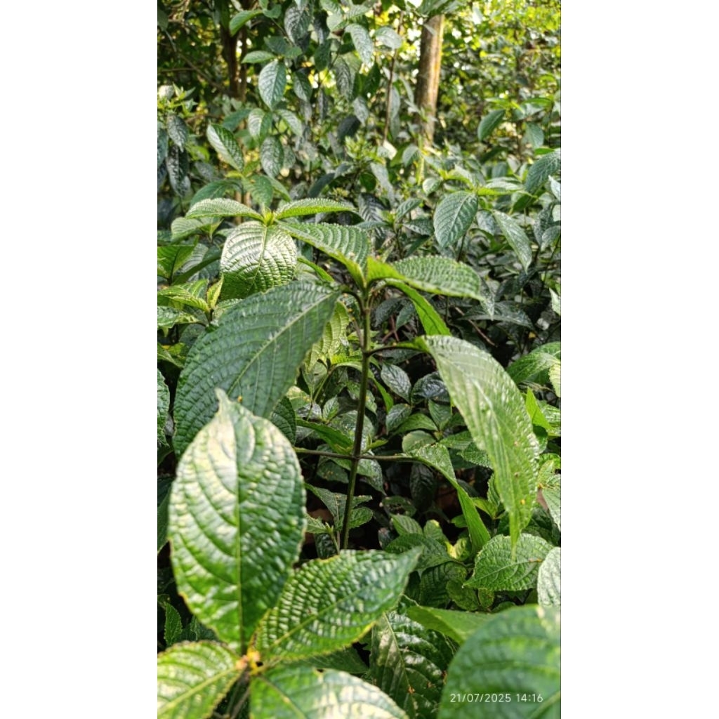 

DAUN KEJI BELING /PECAH BELING 250 gram