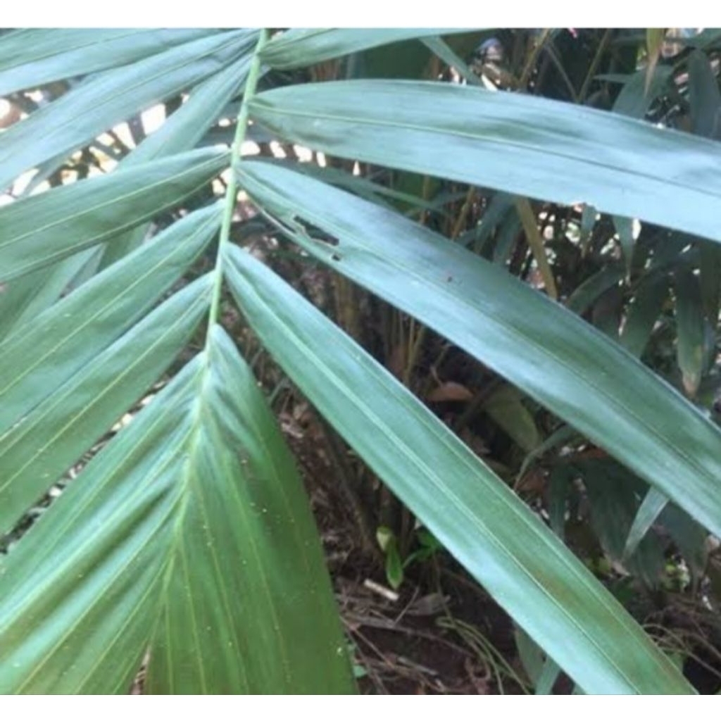 

Daun salak segar petik langsung 500 gram