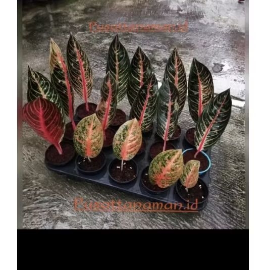 aglonema red Sumatra (Fred of sumatra) Anakan