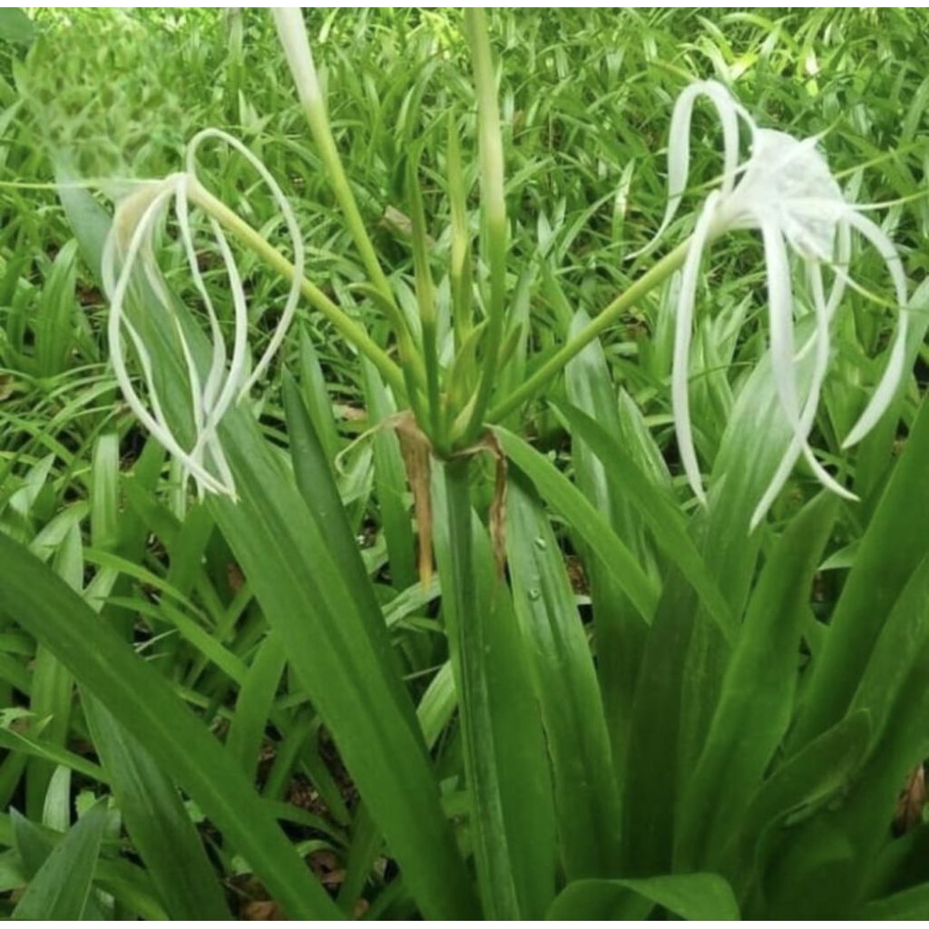 Pohon Bakung Bakung Bunga Putih Tanaman Hias Pohon Bakung Lele Bunga Putih