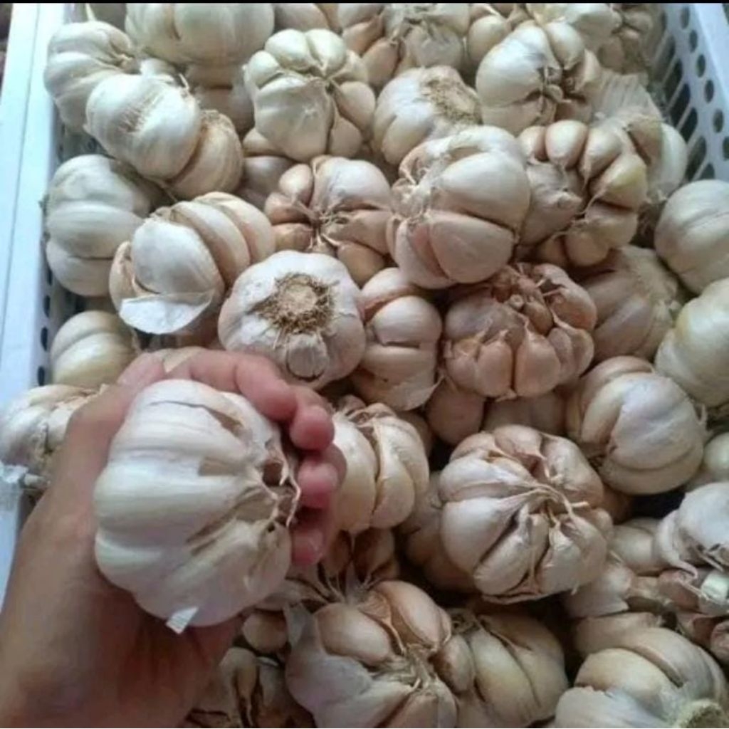 

bawang putih 1kg