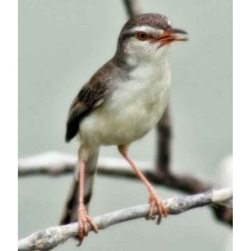 ciblek sawah/prenjak klik bahan