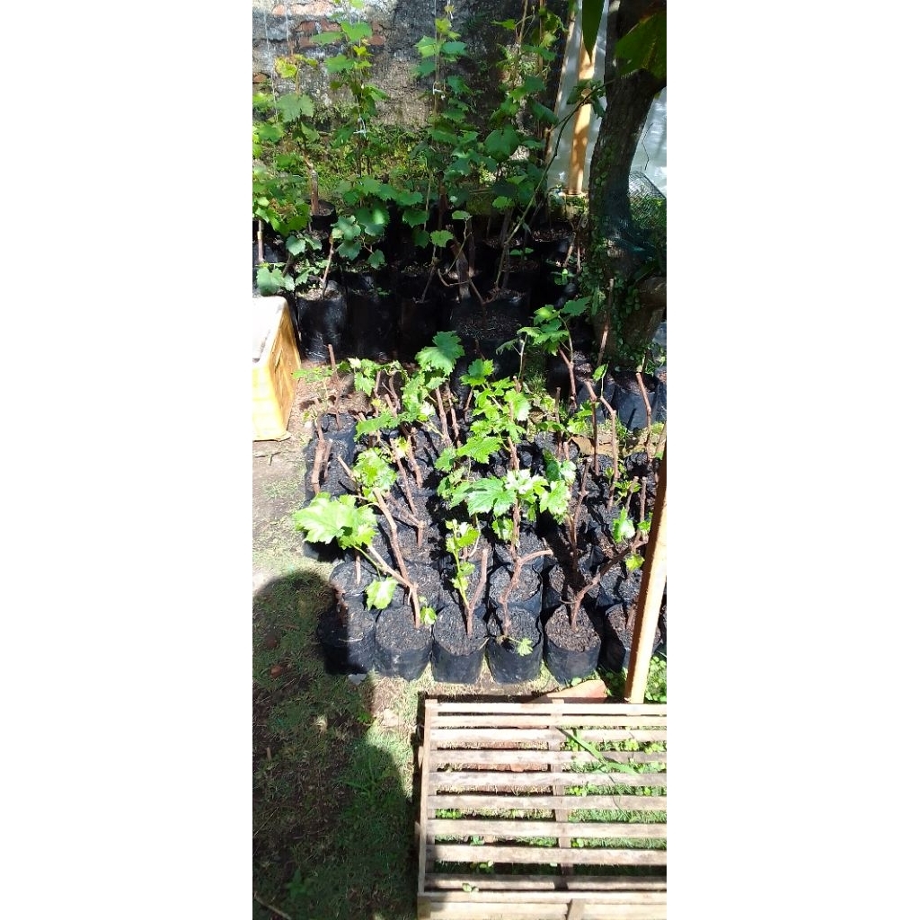 

bibit anggur import berkualitas