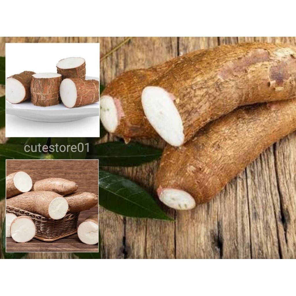 

Umbi Singkong Mentah 1kg Termurah