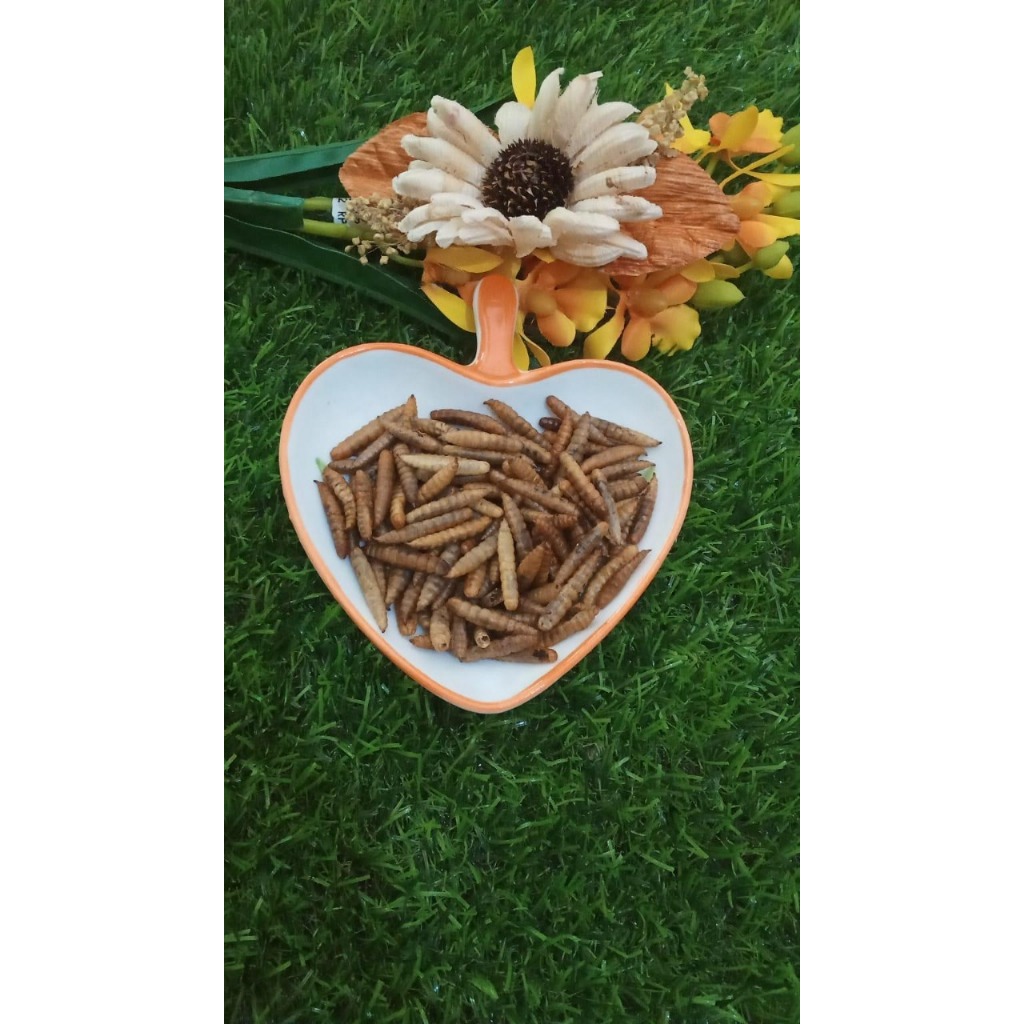 DRIED MAGOT-ULAT KERING-CAMILAN HAMSTER TINGGI PROTEIN