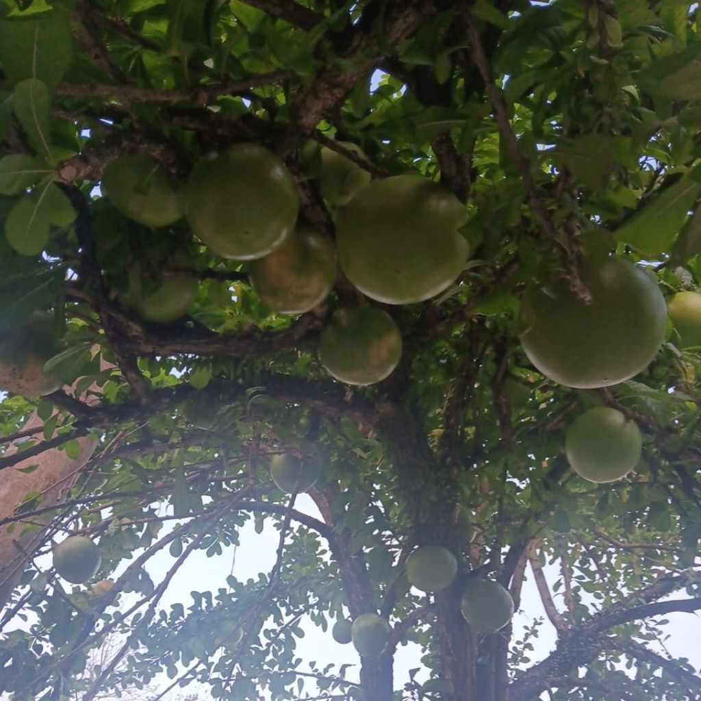 

Buah maja buah berenuk