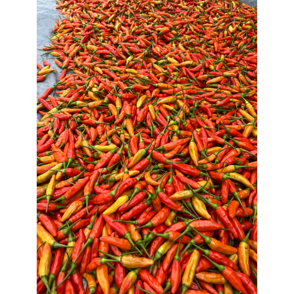 

CABE RAWIT SUPER PEDAS ORI KALIBER 100GR FRESH GARANSI