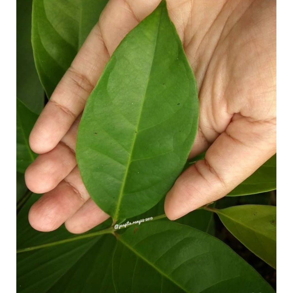 

daun salam segar 20lembar termurah