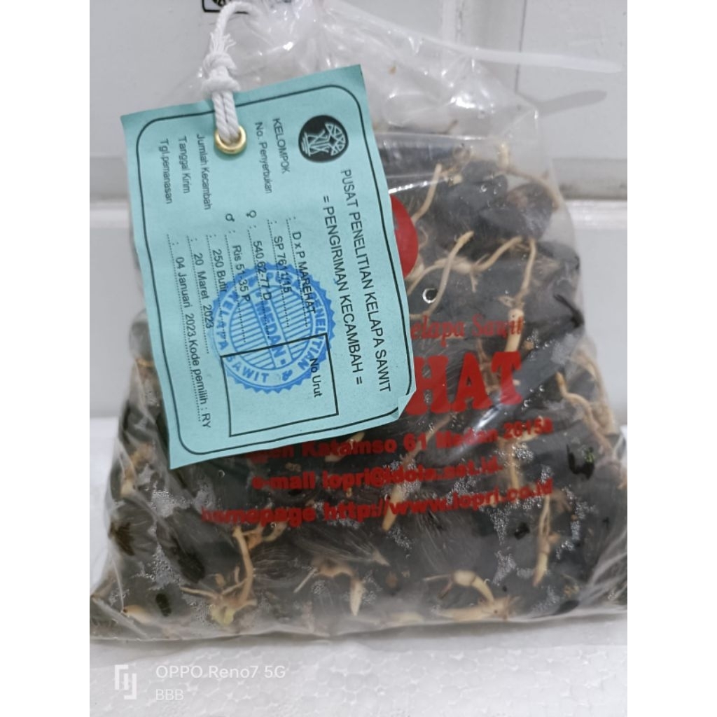 Bibit Benih Kecambah Sawit MAREHAT
