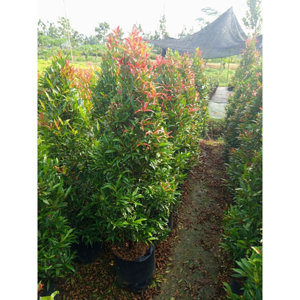 Bibit bunga pucuk merah 1,5m -2 meter - tanaman hias bunga pucuk merah sudah berbentuk - pucuk merah