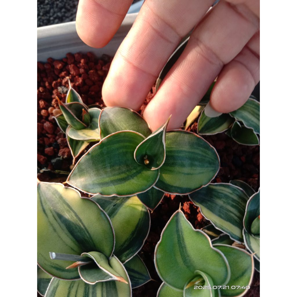 sansevieria kismayo variegata / lidah mertua kimayo variegata