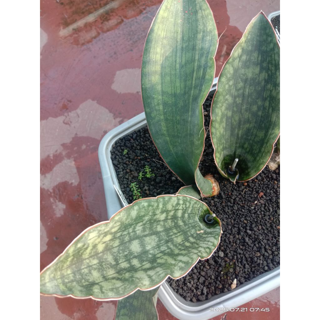 sansevieria dragon silver hijau dari induk variegata / lidah mertua dragon silver