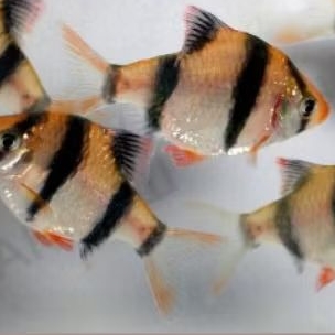 ikan Sumatra tiger barb