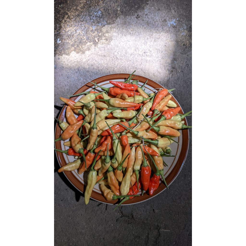 

Cabe Rawit Merah Ori212 Fresh 500gram