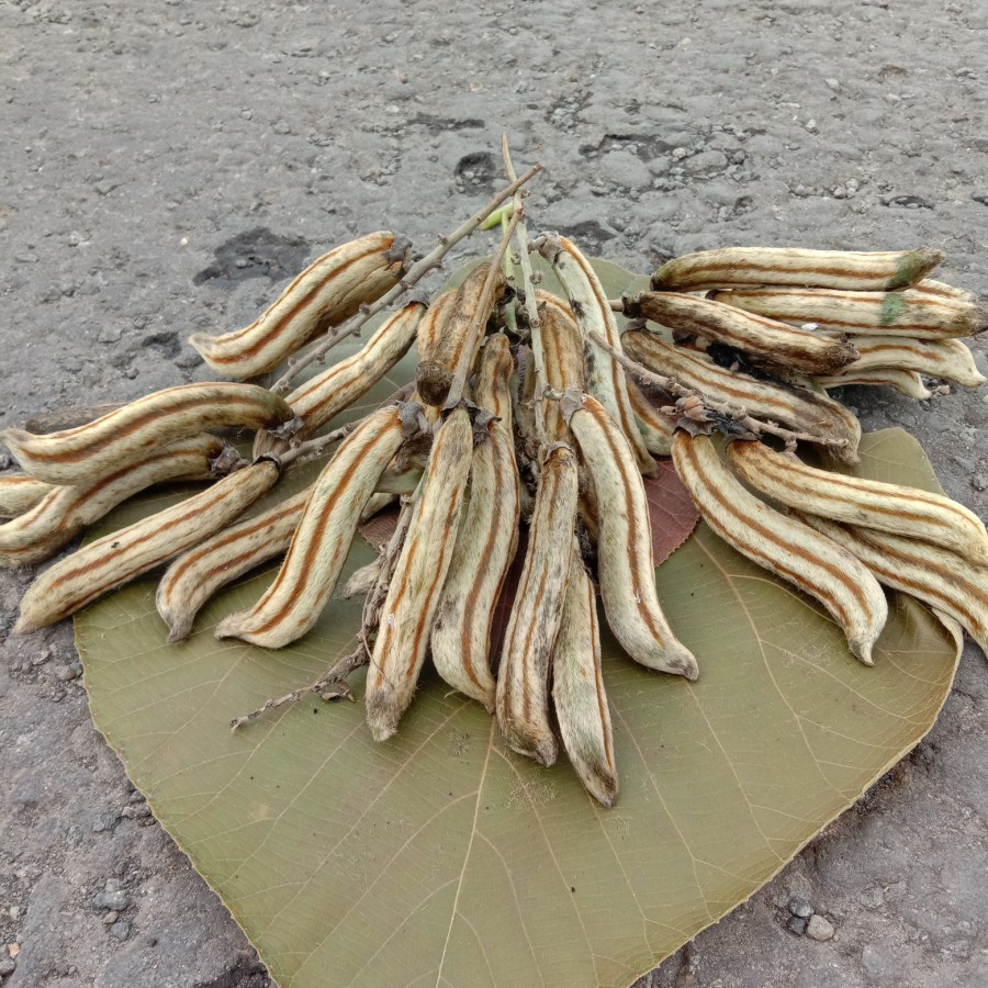 Rawe Gatal Tanaman Liar Berbulu Keemasan Langka