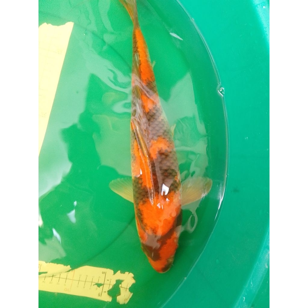Ikan koi jenis Hi Showa 45cm HQ