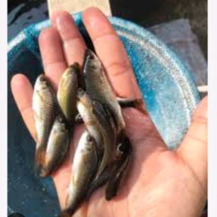 Bibit ikan nilem konsumsi uk 5-7cm