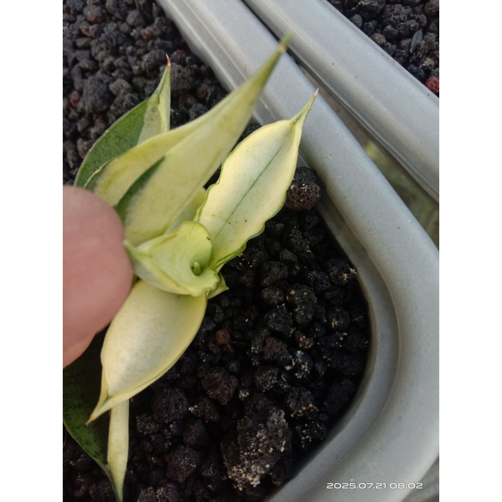 sansevieria boncel silver variegata / lidah mertua boncel silver var