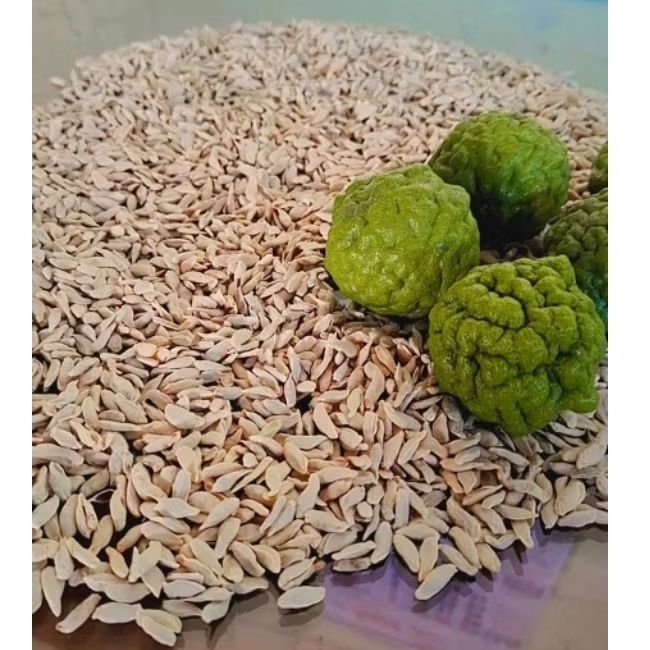 Benih Jeruk Purut Asli / Biji jeruk purut / isi 500 pcs / Jeruk purut / Biji Buah jeruk purut