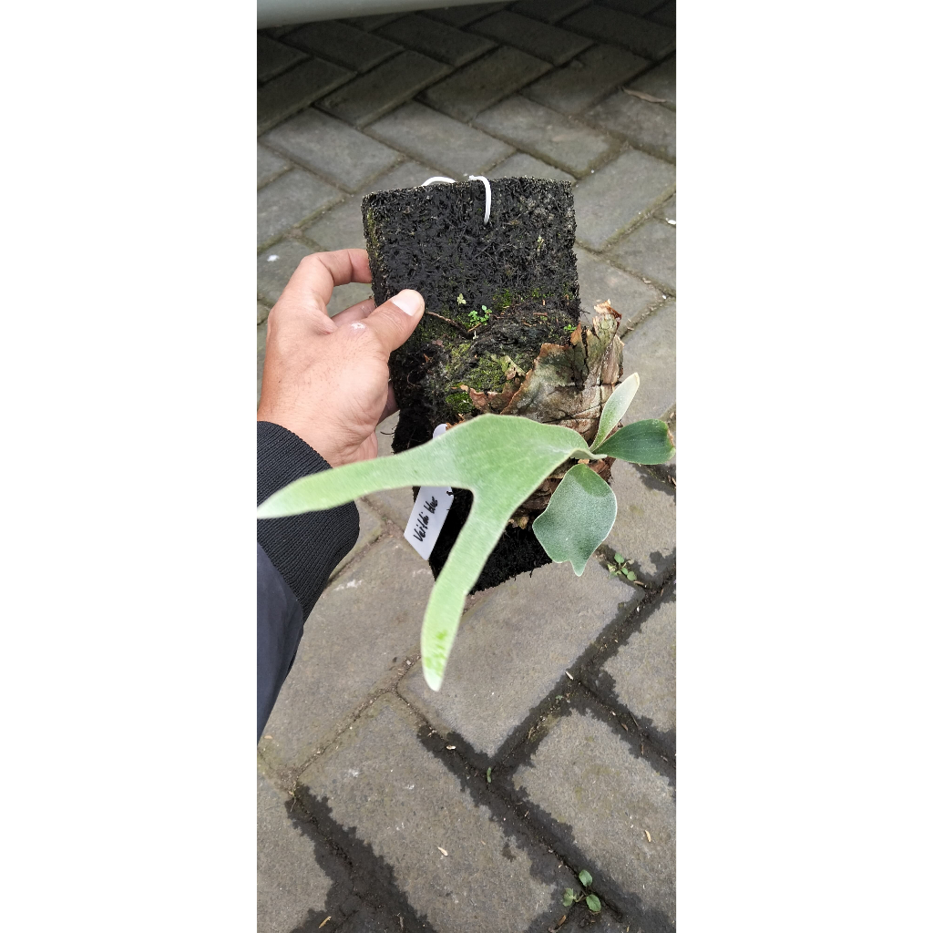 Platycerium Veitchii Blue – Tanaman Pakis Tanduk Rusa Elegan, Unik & Mudah Dirawat