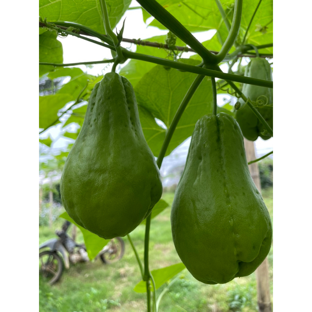 

sayuran labu siam acar super segar langsung metik