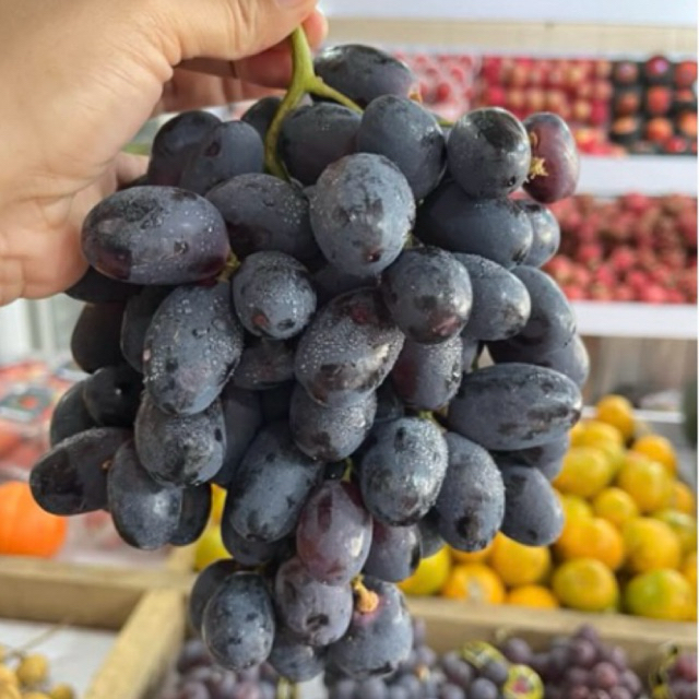 

BUAHANGGUR HITAM AUTUM 500gr/ AUNTUMN ROYAL BLACK GRAPE/ ANGGURHITAMMURAH/ANGGURHITAMAUNTUMN/ANGGURMANIS/BLACKAUNTUMN MURAH