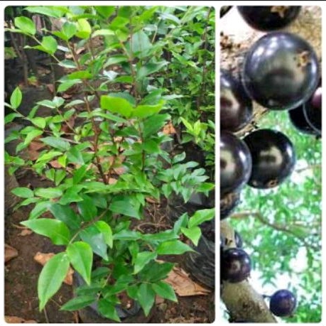 Bibit anggur brazil atau anggur pohon jenis freco