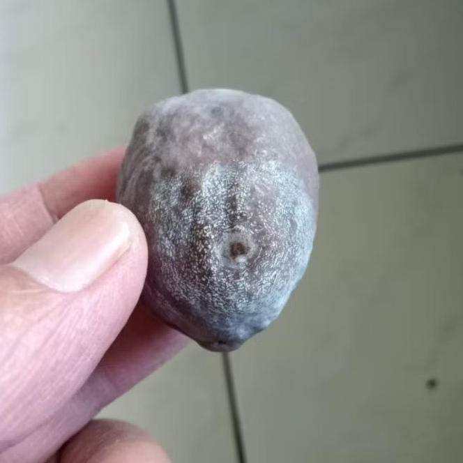 Kemiri Adu Muncang Adu Jayanti Si Pait Junior Rel Urat Dua