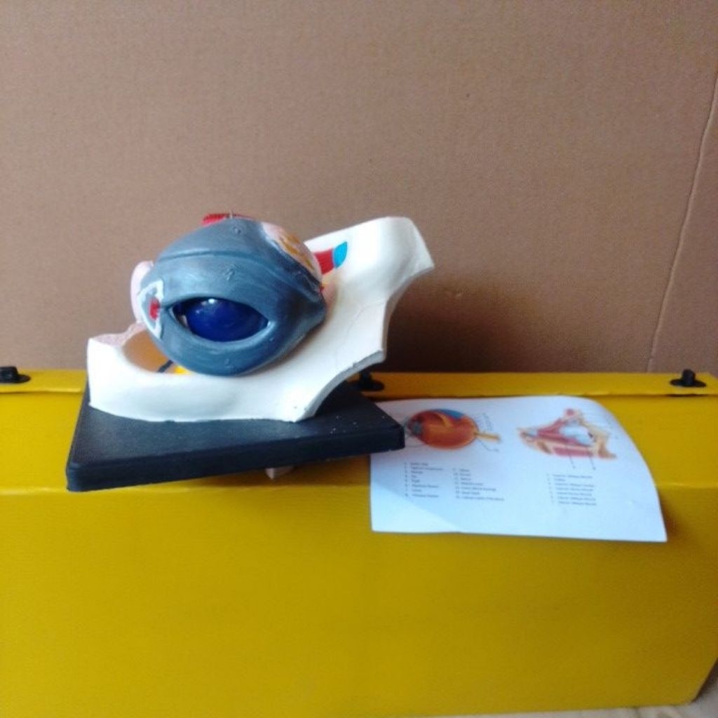 

model mata, model mata manusia, durabel, IPA biologi